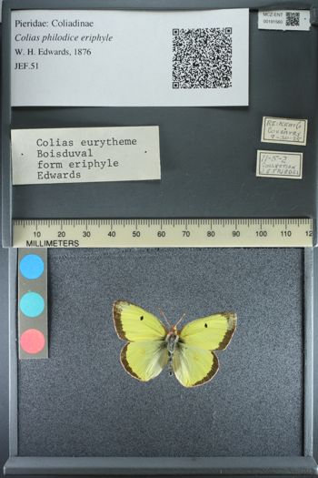 Media type: image;   Entomology 191560